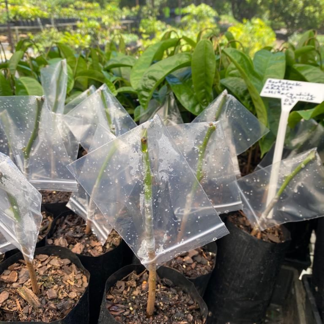 Mastering Fruit Tree Grafting: A Journey Through Tropical Fruit World's Farm Nursery