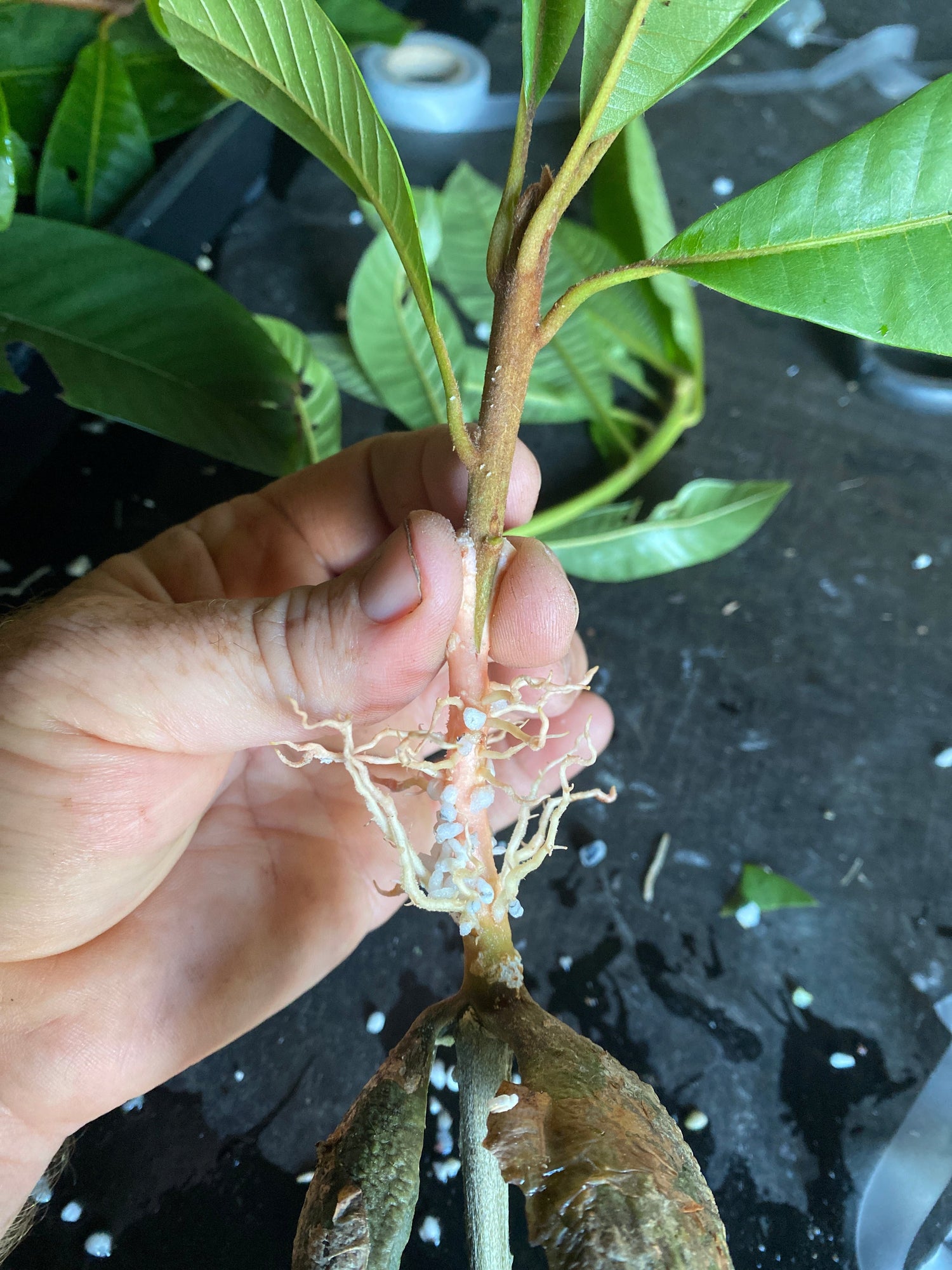 How Inverted Root Grafting is Transforming Mamey Sapote Cultivation at Tropical Fruit World