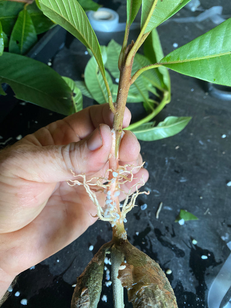 How Inverted Root Grafting is Transforming Mamey Sapote Cultivation at Tropical Fruit World