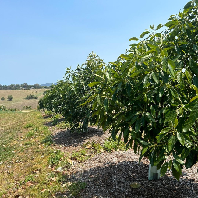 Recycling of organic matter for mulch