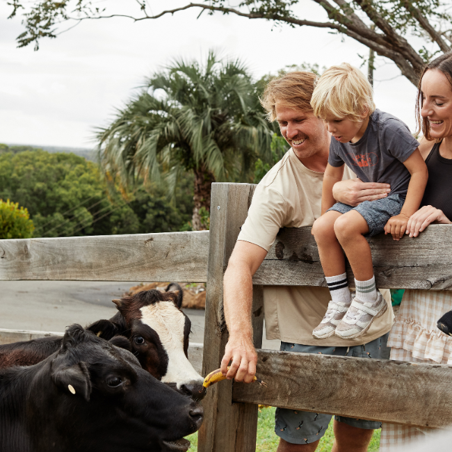 Mornings on The Farm
