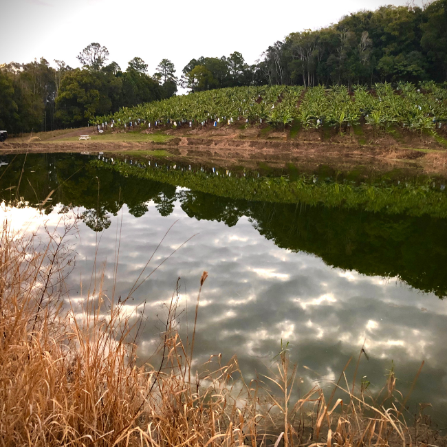 Water: The Lifeline of Our Farm