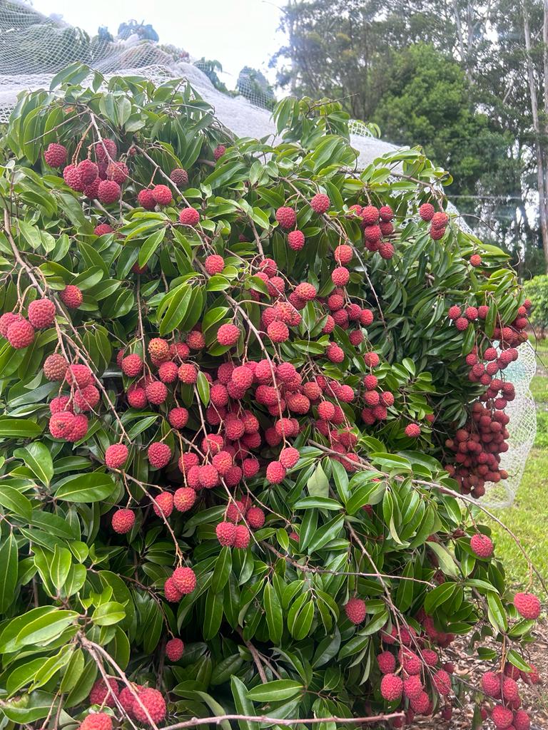 Propagating Lychees: A Guide to Our Nursery's Marcotting Method